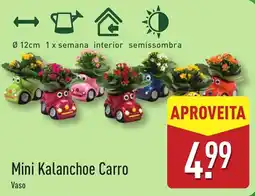 ALDI Mini Kalanchoe Carro promoção