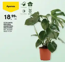 Continente Planta natural monstera deliciosa promoção