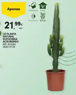Continente planta natural euphorbia acrurensis promoção