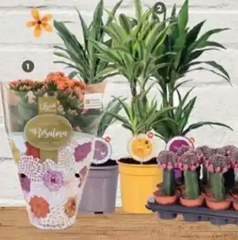 Pingo Doce Kalanchoe/Dracena Mix promoção