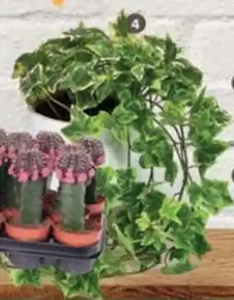 Hedera Mix