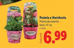 Lidl Peónia e Hortênsia Planta de exterior Vaso: 17 cm promoção