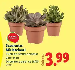 Lidl Suculentas Mix Nacional promoção