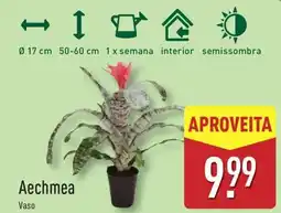 ALDI Aechmea Vaso promoção
