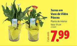 Lidl Jarros em Vaso de Vidro Páscoa promoção