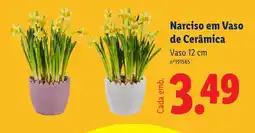 Lidl Narciso em Vaso de Cerâmica promoção