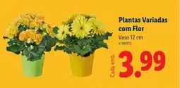 Lidl Plantas Variadas com Flor Vaso 12 cm promoção