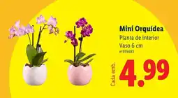 Lidl Mini Orquídea promoção