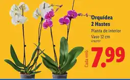 Lidl Orquídea 2 Hastes promoção