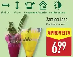 ALDI Zamioculcas Com invólucro; vaso promoção