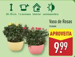 ALDI Vaso de Rosas promoção