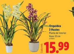 Lidl Planta de interior Vaso: 12 cm promoção