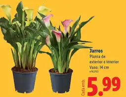 Lidl Jarros Planta de exterior e interior Vaso: 14 cm promoção