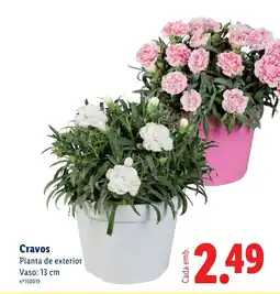 Lidl Cravos Planta de exterior Vaso: 13 cm promoção