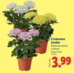 Lidl Crisântemo Zembla promoção
