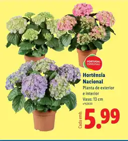 Lidl Hortênsia Nacional promoção