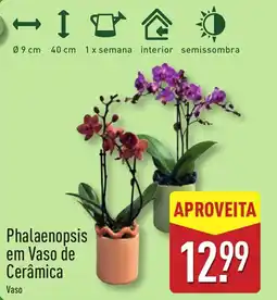 ALDI Phalaenopsis em Vaso de Cerâmica Vaso promoção