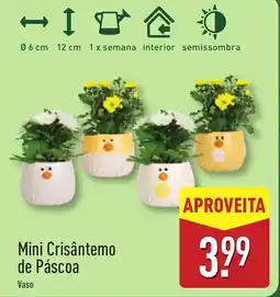 ALDI Mini Crisântemo de Páscoa Vaso promoção
