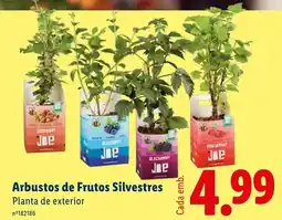 Lidl Arbustos de Frutos Silvestres Planta de exterior promoção