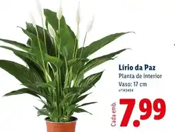 Lidl Lírio da Paz Planta de interior Vaso: 17 cm promoção