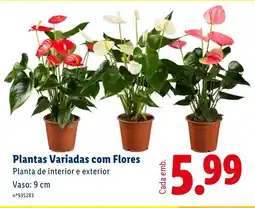 Lidl Plantas Variadas com Flores promoção