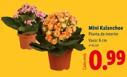 Lidl Mini Kalanchoe Planta de interior Vaso: 6 cm promoção