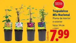Lidl Trepadeiras Mix Nacional Planta de interior e exterior Vaso: 14 cm promoção