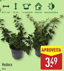 ALDI Hedera promoção
