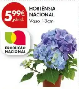 Pingo Doce Hortensia nacional vaso 13cm promoção