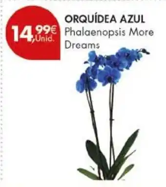 Orquídea azul