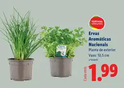 Lidl Ervas Aromáticas Nacionais promoção