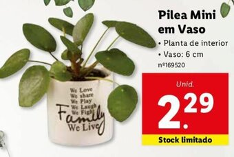 Lidl Pilea Mini em Vaso promoção
