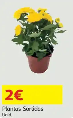 Auchan Plantas Sortidas Unid. promoção