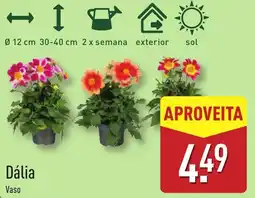 ALDI Dália Vaso promoção