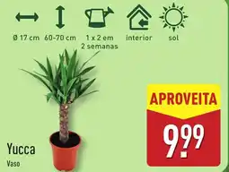 ALDI Yucca Vaso promoção