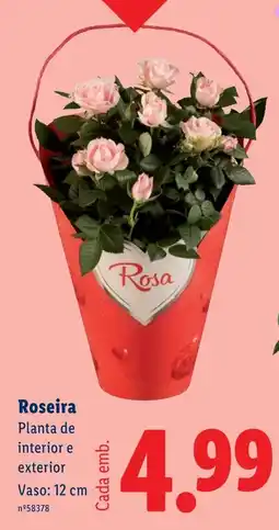 Lidl Roseira promoção