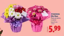 Lidl Crisântemo Elle-fleur promoção