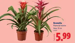 Lidl Bromélia Planta de interior Vaso: 12 cm promoção