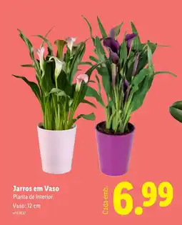 Lidl Jarros em Vaso Planta de interior Vaso: 12 cm promoção