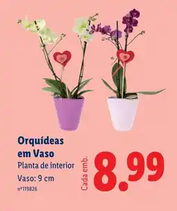 Lidl Orquídeas em Vaso Planta de interior Vaso: 9 cm promoção
