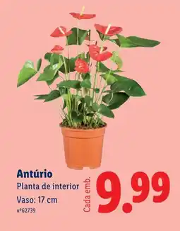 Lidl Antúrio Planta de interior Vaso: 17 cm promoção