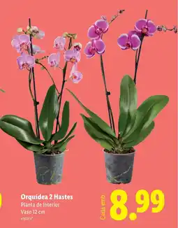 Lidl Orquídea 2 Hastes Planta de interior Vaso 12 cm promoção