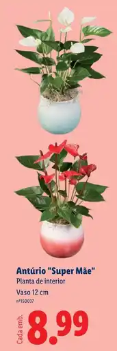 Lidl Antúrio "Super Mãe" Planta de interior Vaso 12 cm promoção