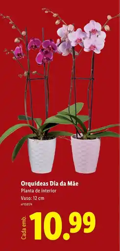 Lidl Orquídeas Dia da Mãe Planta de interior Vaso: 12 cm promoção