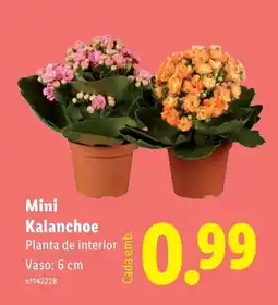 Lidl Mini Kalanchoe Planta de interior promoção