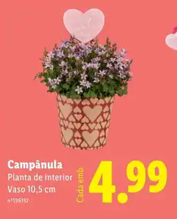 Lidl Campânula Planta de interior Vaso 10,5 cm promoção