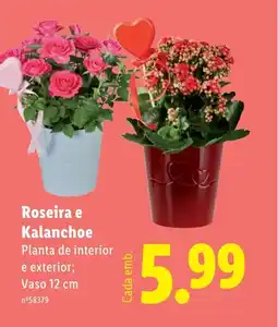 Lidl Roseira e Kalanchoe promoção