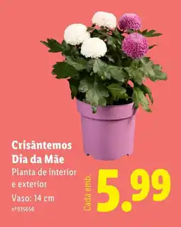 Lidl Crisântemos Dia da Mãe promoção