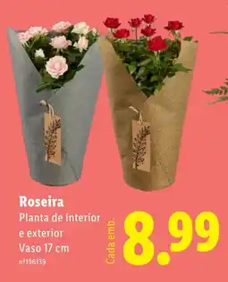 Lidl Roseira Planta de interior e exterior Vaso 17 cm promoção