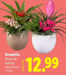 Lidl Bromélia Planta de interior Vaso 15 cm promoção